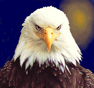 faceofaneagle.gif